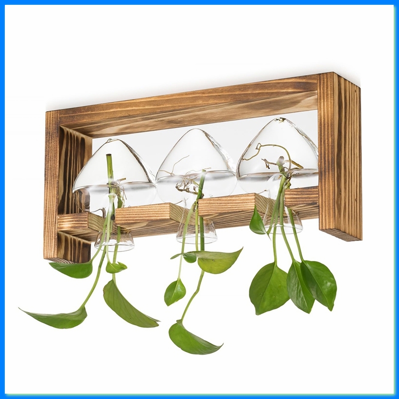 สถานีเพาะพันธุ์พืชแบบแก้ว: แจก - Propagation Station Vase บทวิจารณ์และราคา