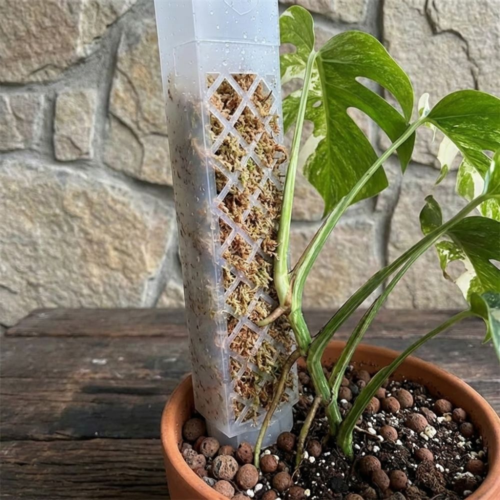 แท่งปลูกต้นไม้รูปตัว D แบบรดน้ - Sphagnum Moss Dry บทวิจารณ์และราคา
