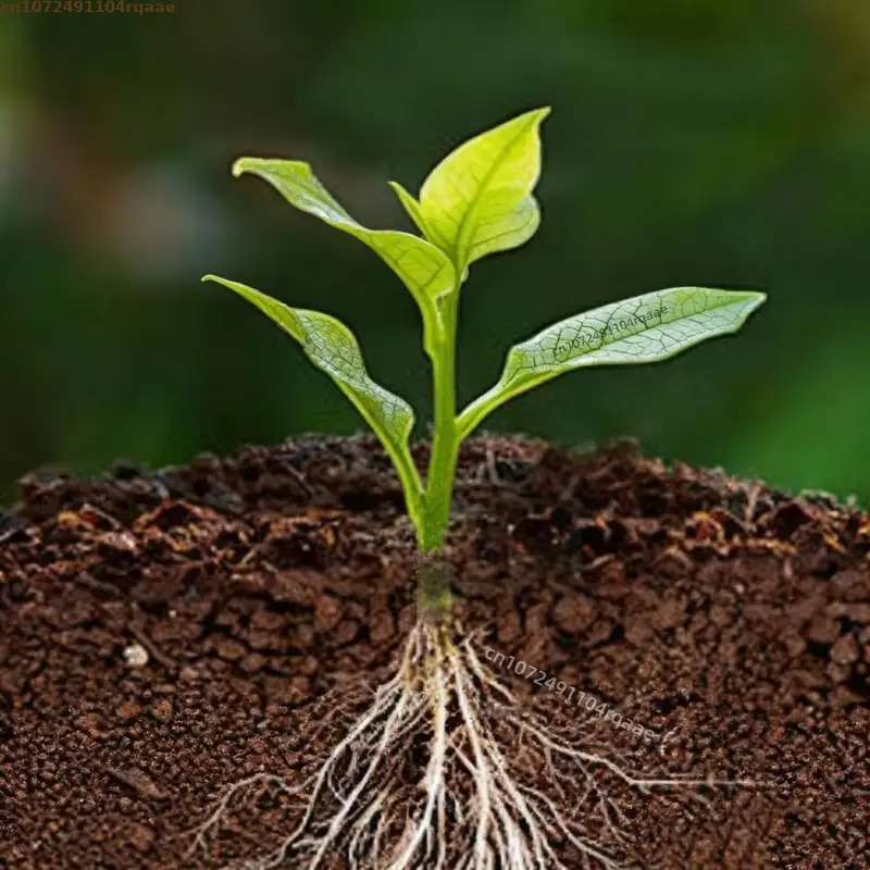 ผงเร่งรากพืช อินโดล บิวทีริก แ - Rooting Hormone Powder บทวิจารณ์และราคา