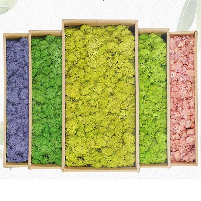 หญ้าเทียมมอสสีเขียว20กรัมสำหรั - Sphagnum Moss Dry บทวิจารณ์และราคา