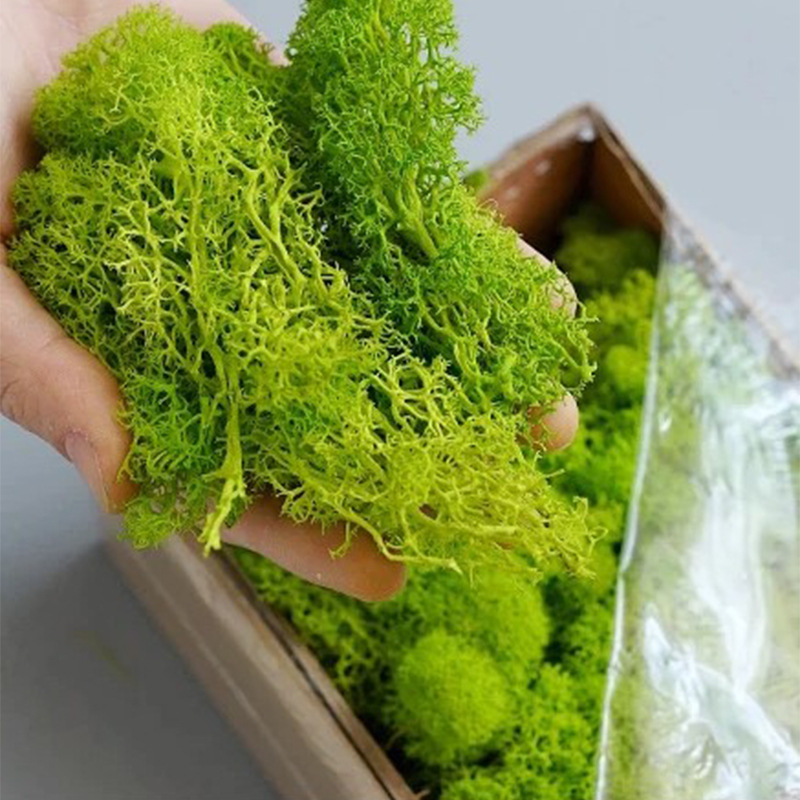 หญ้าเทียมมอสสีเขียว20กรัมสำหรั - Sphagnum Moss Dry บทวิจารณ์และราคา